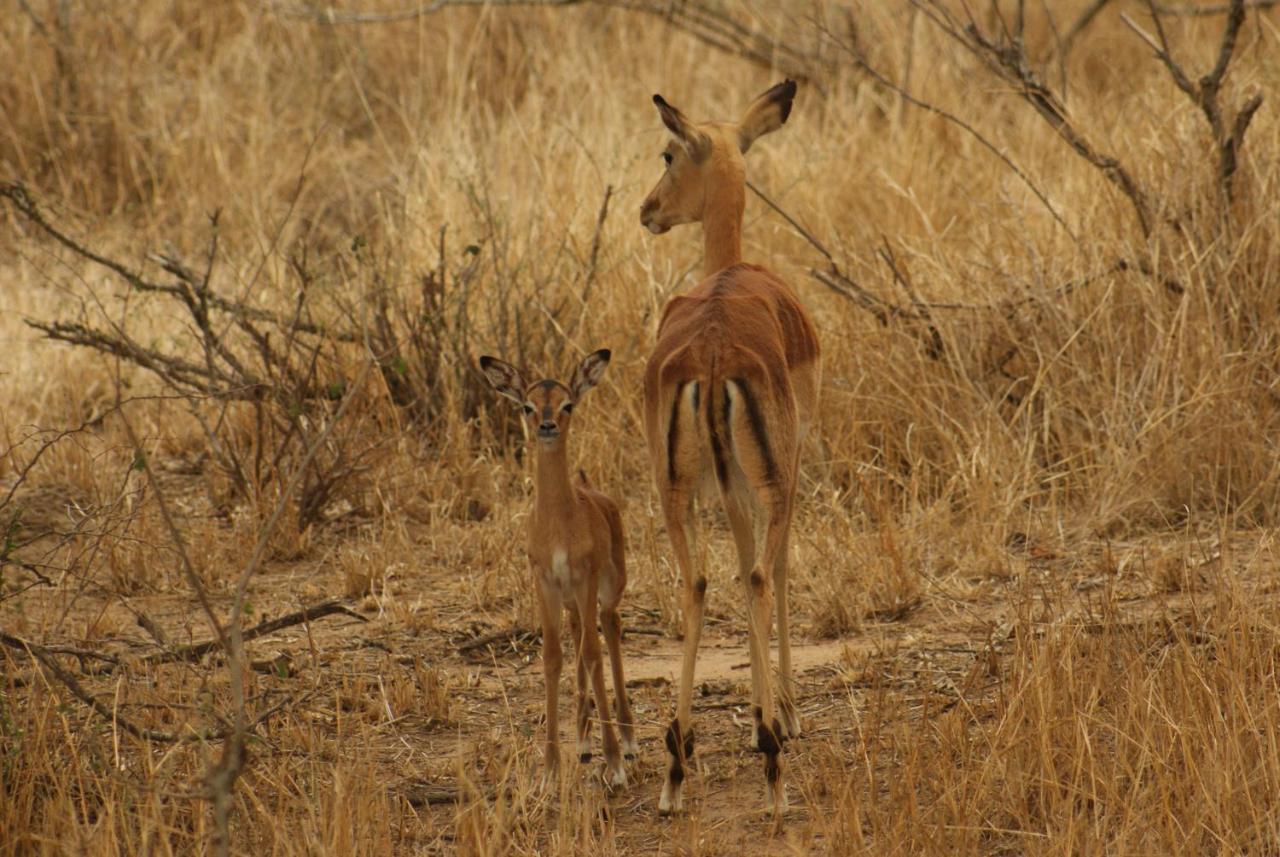 Mountain View Safari Lodge Ходспруит Екстериор снимка